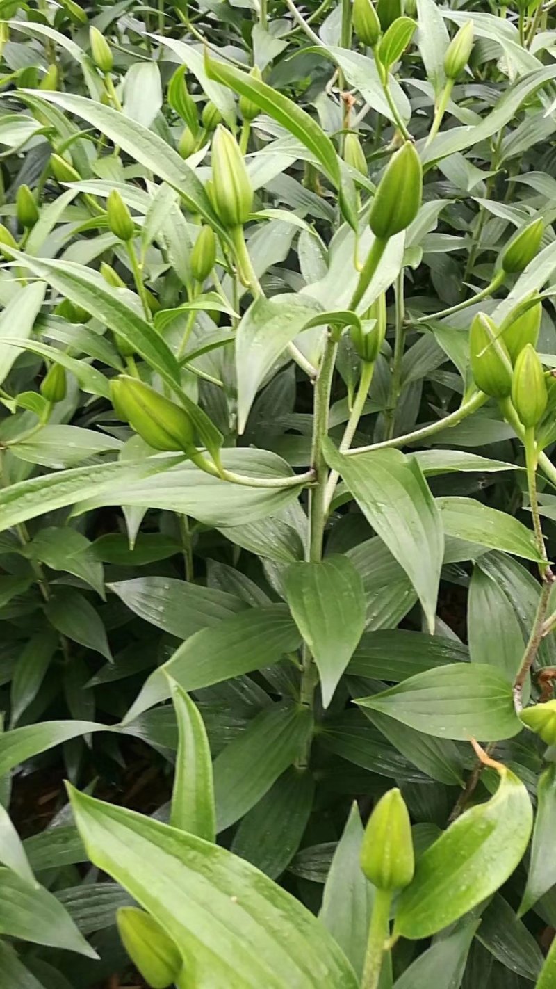 云南鲜切花百合花种植基地