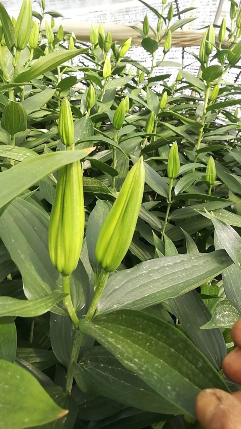 云南鲜切花百合花种植基地