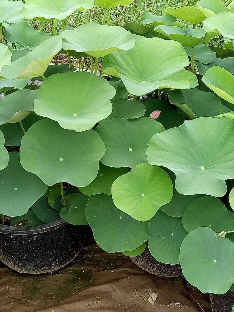 供应盆栽荷花量大价优，可施工