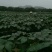 转租水田