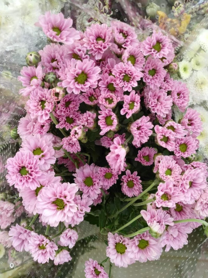 基地小菊批发，大量上市
