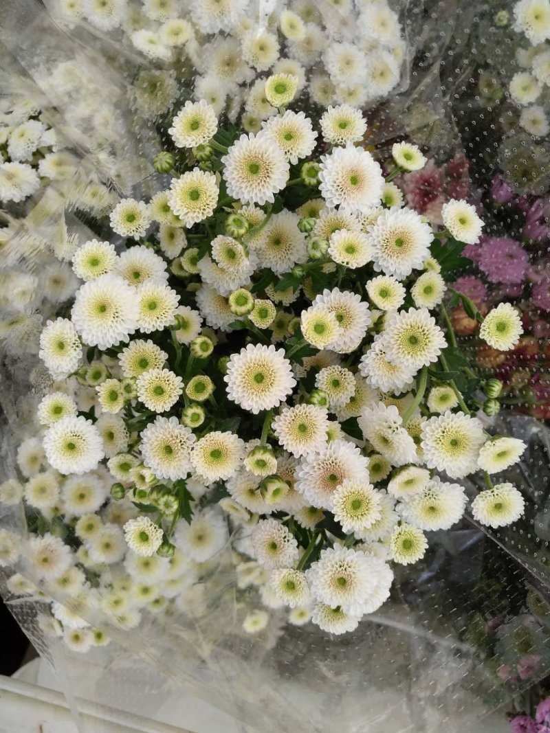 基地小菊批发，大量上市