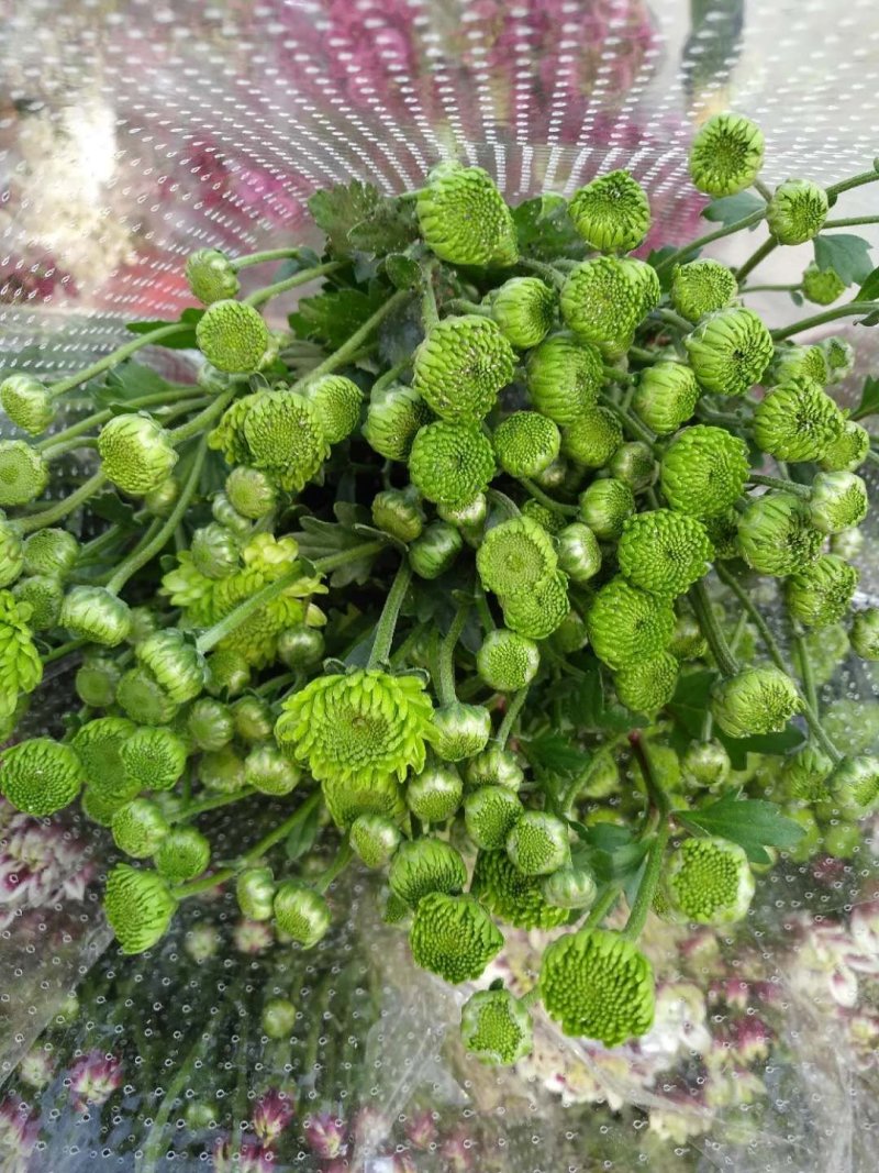 基地小菊批发，大量上市