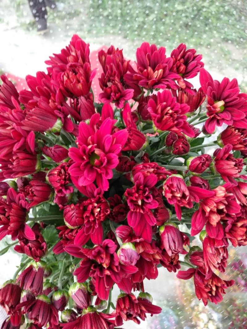 基地小菊批发，大量上市