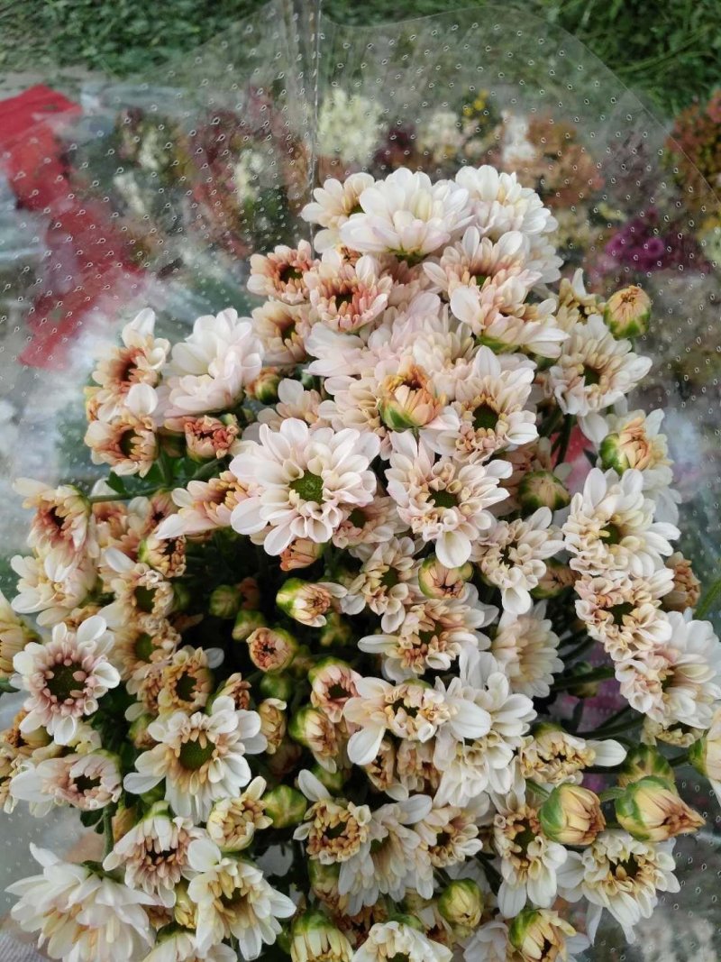 基地小菊批发，大量上市