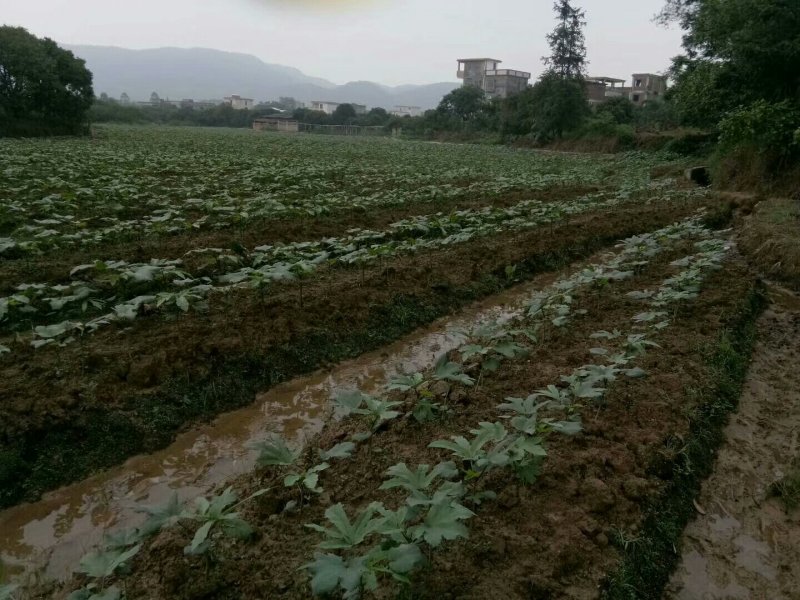 转租水田交通方