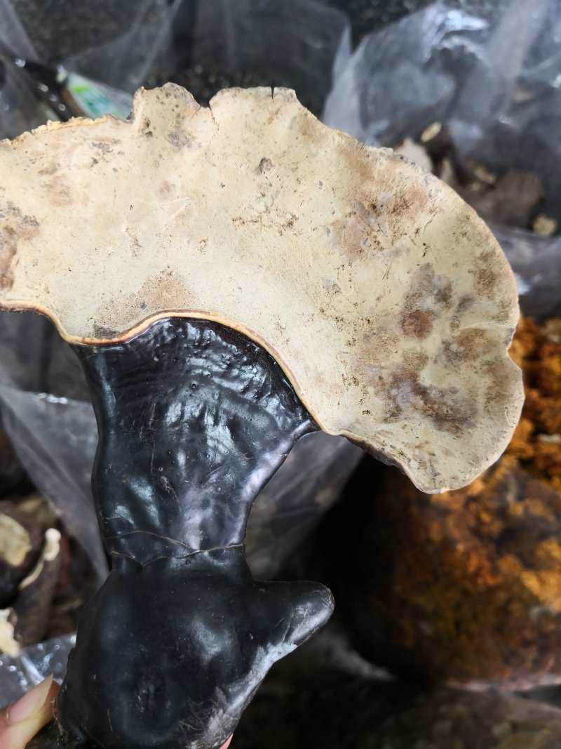 自然生长灵芝大小不一干货散装1斤起包邮