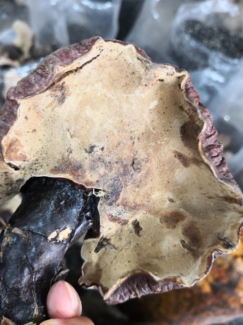自然生长灵芝大小不一干货散装1斤起包邮