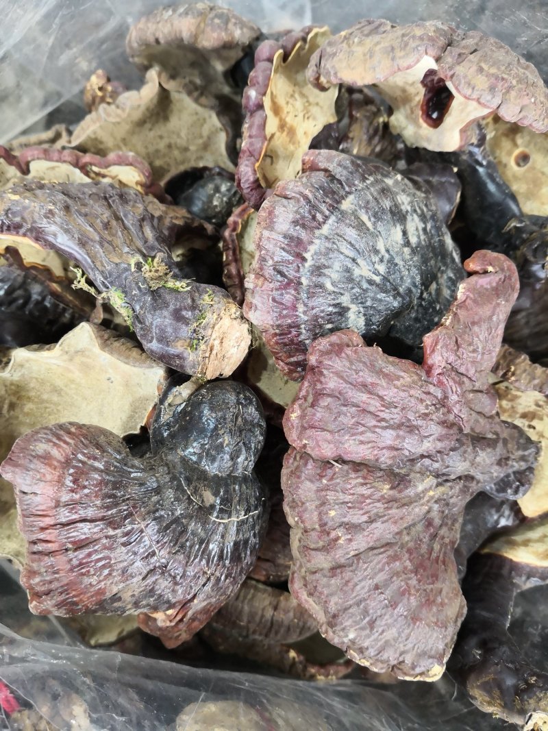 自然生长灵芝大小不一干货散装1斤起包邮