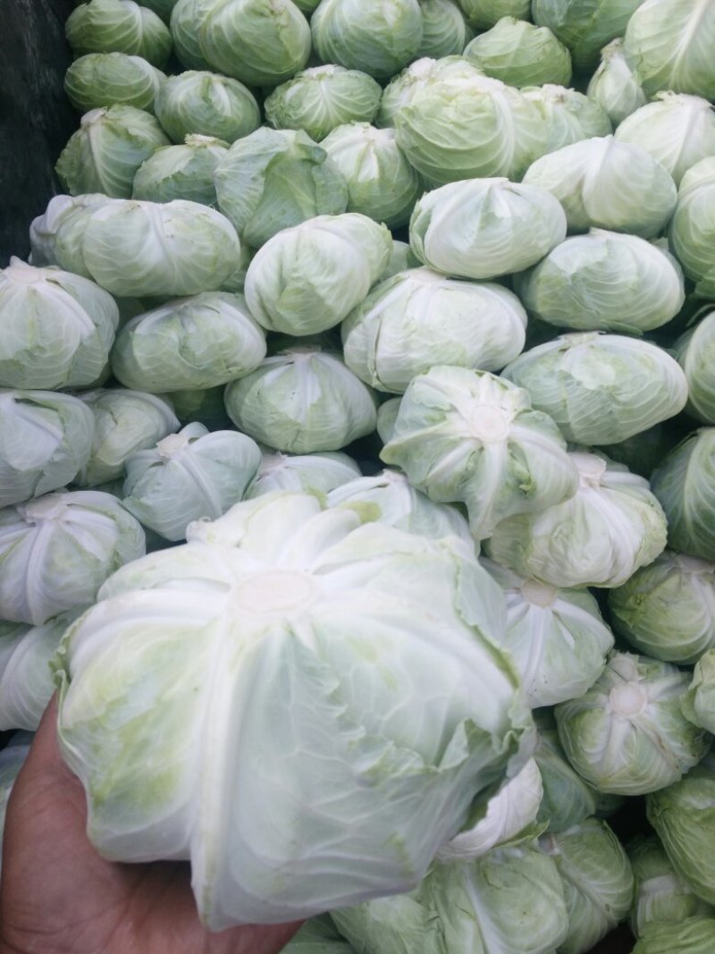 河南开封通许白菜，来吧，朋友们，万亩，直销，价格美丽