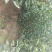 自家苗圃种植李子苗品种齐全
