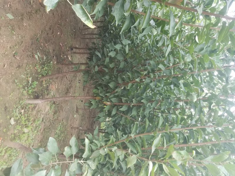 自家苗圃种植李子苗品种齐全
