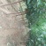 自家苗圃种植李子苗品种齐全
