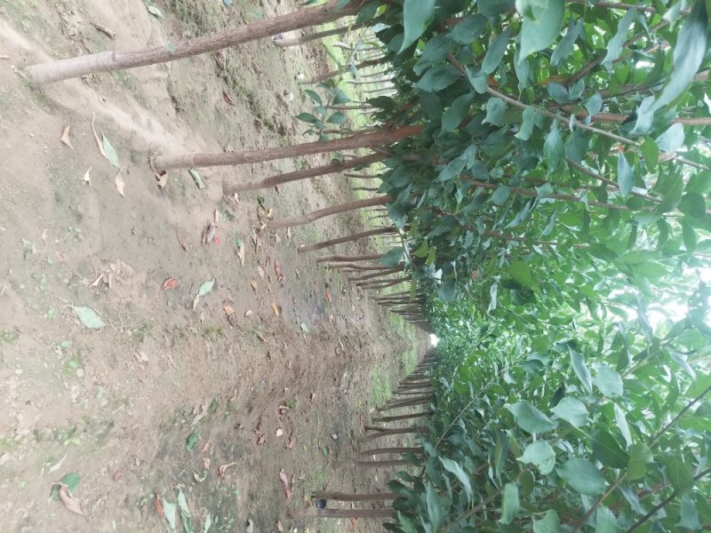 自家苗圃种植李子苗品种齐全