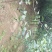 自家苗圃种植李子苗品种齐全