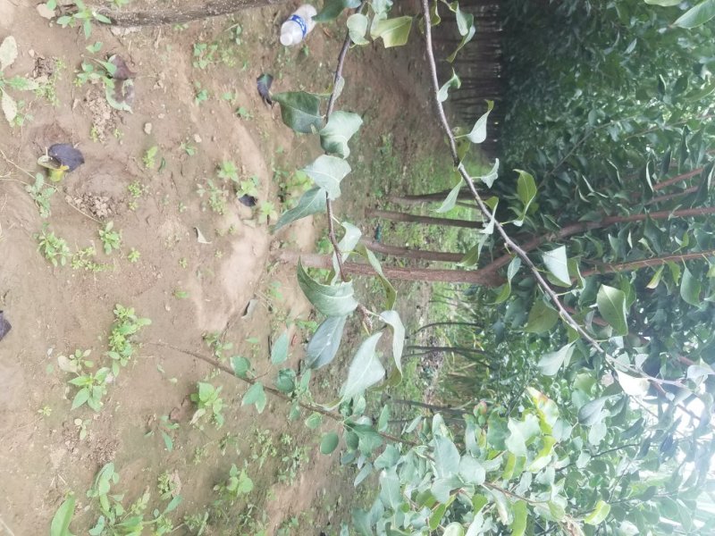 自家苗圃种植李子苗品种齐全