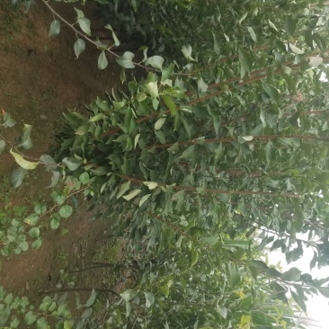 自家苗圃种植李子苗品种齐全