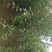 自家苗圃种植李子苗品种齐全
