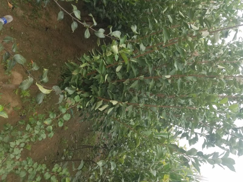 自家苗圃种植李子苗品种齐全