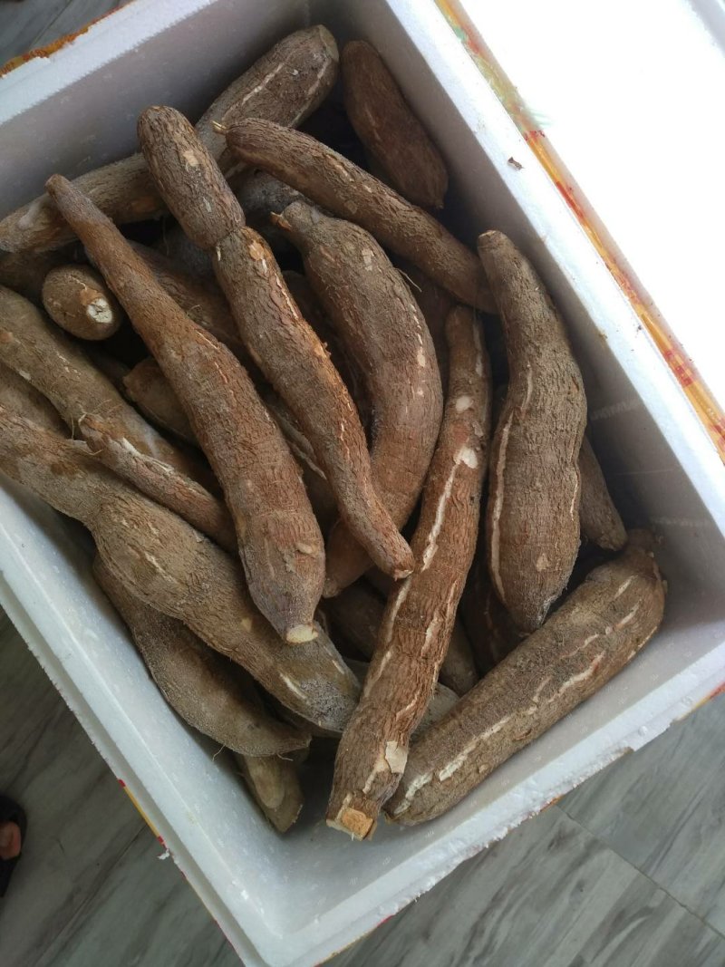 黄心面包木薯