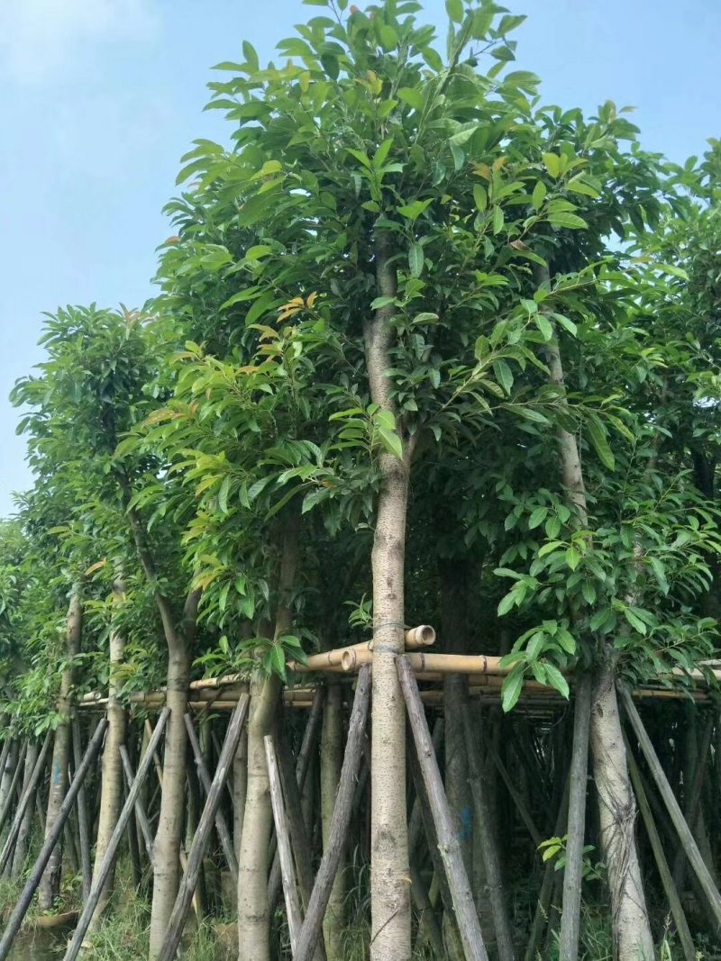出售大叶榕移植袋苗或地苗需要的老板联系5-25公分