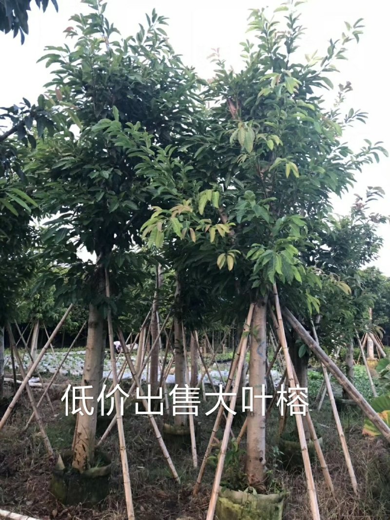 出售大叶榕移植袋苗或地苗需要的老板联系5-25公分