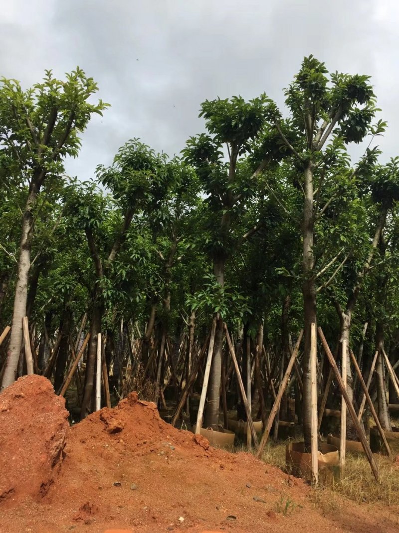 出售大叶榕移植袋苗或地苗需要的老板联系5-25公分