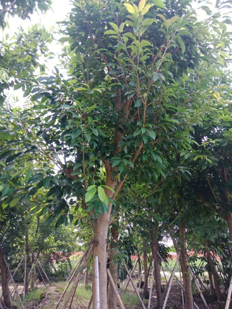 出售大叶榕移植袋苗或地苗需要的老板联系5-25公分