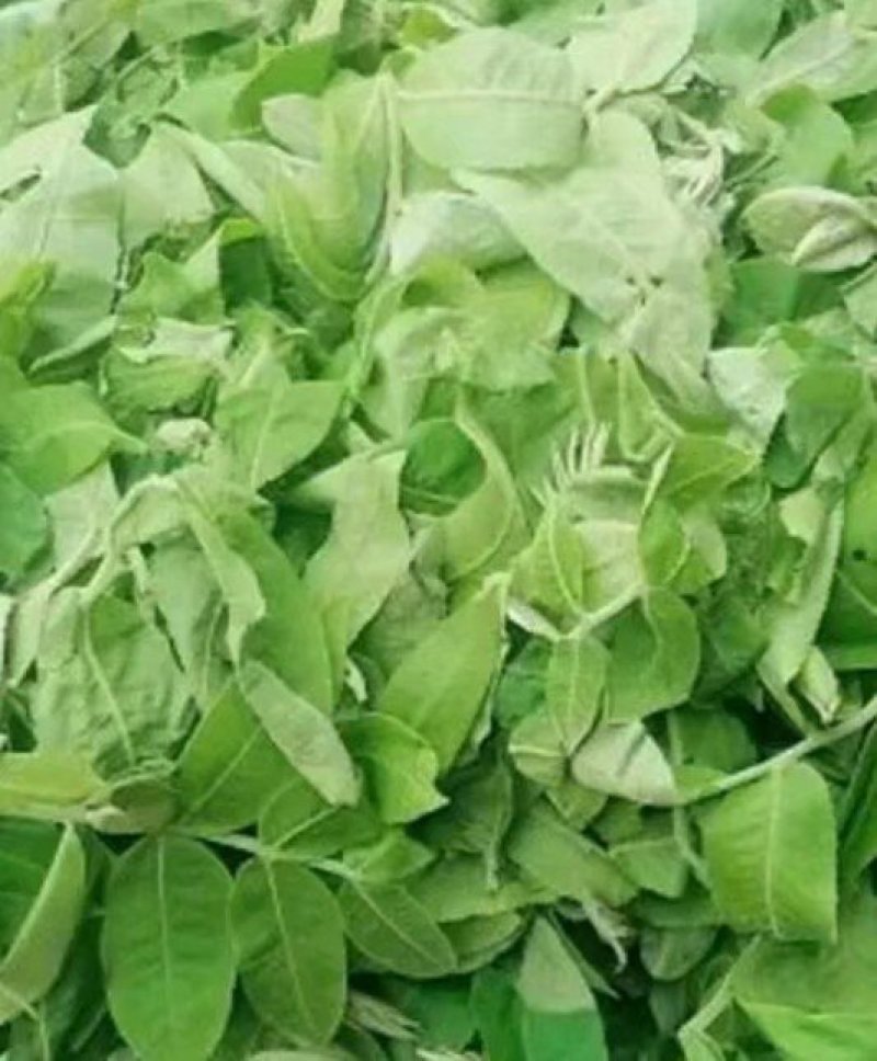 供应青钱柳茶叶嫩叶茶