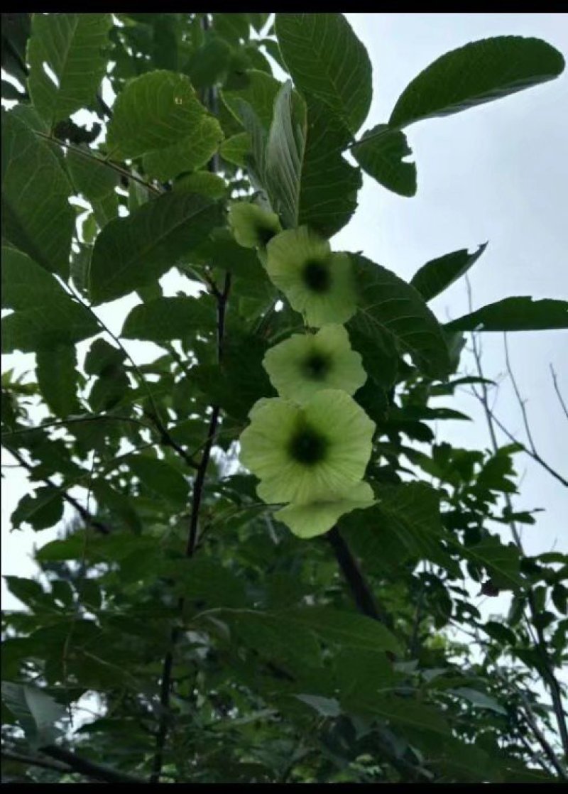 供应青钱柳茶叶嫩叶茶