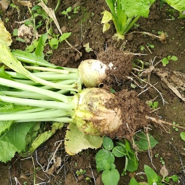 大头菜
