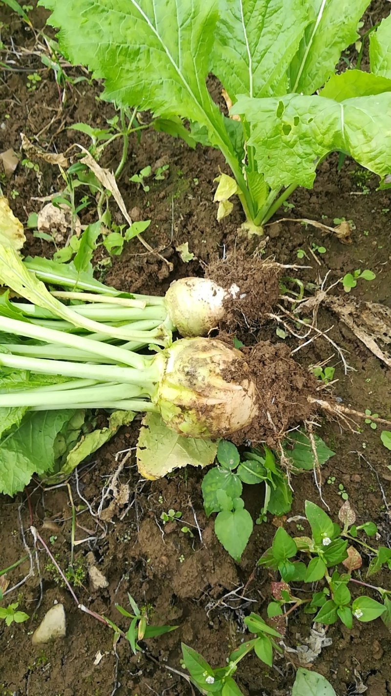 大头菜