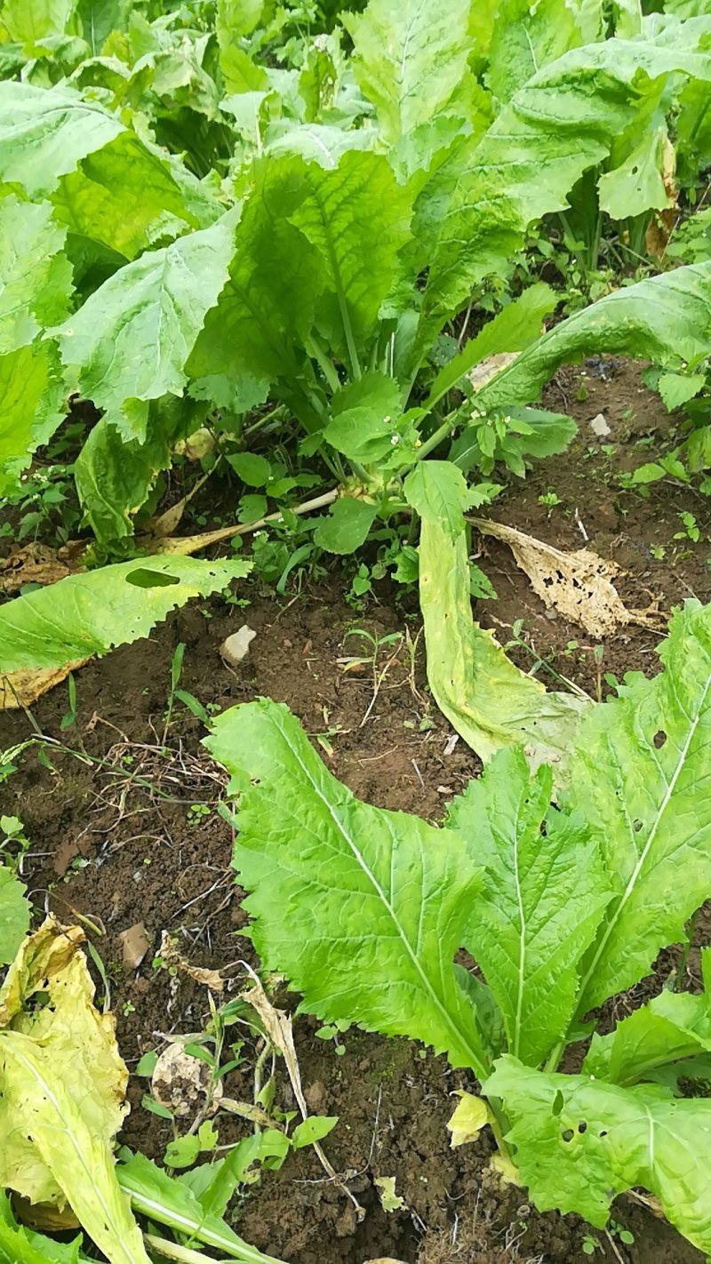 大头菜