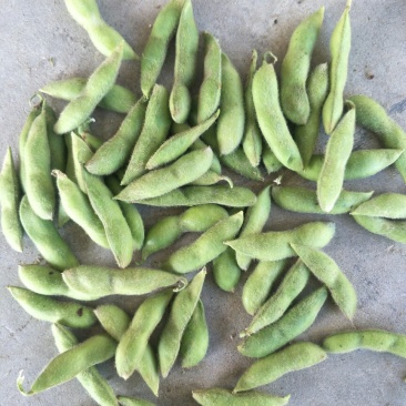 海南64毛豆大量上市