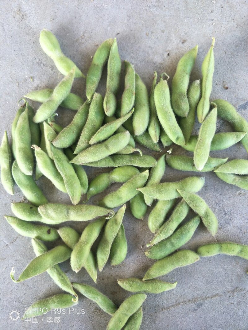 海南64毛豆大量上市