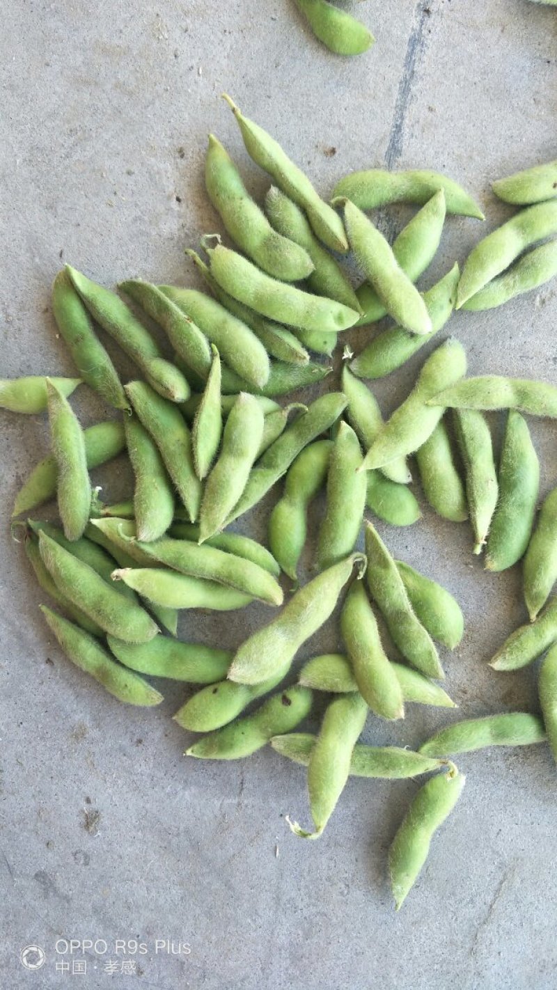 海南64毛豆大量上市