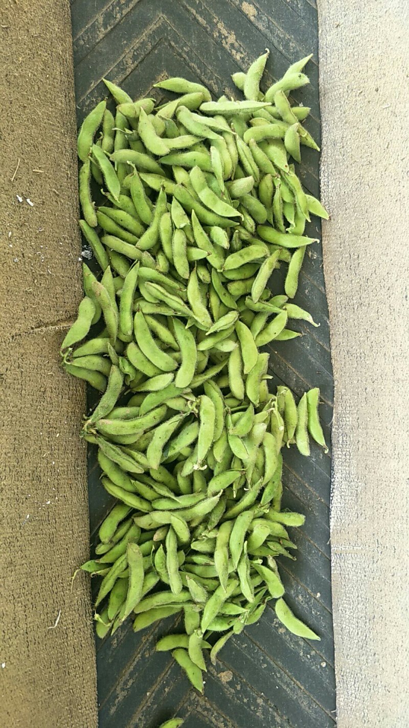 海南64毛豆大量上市
