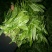红茶，菊花