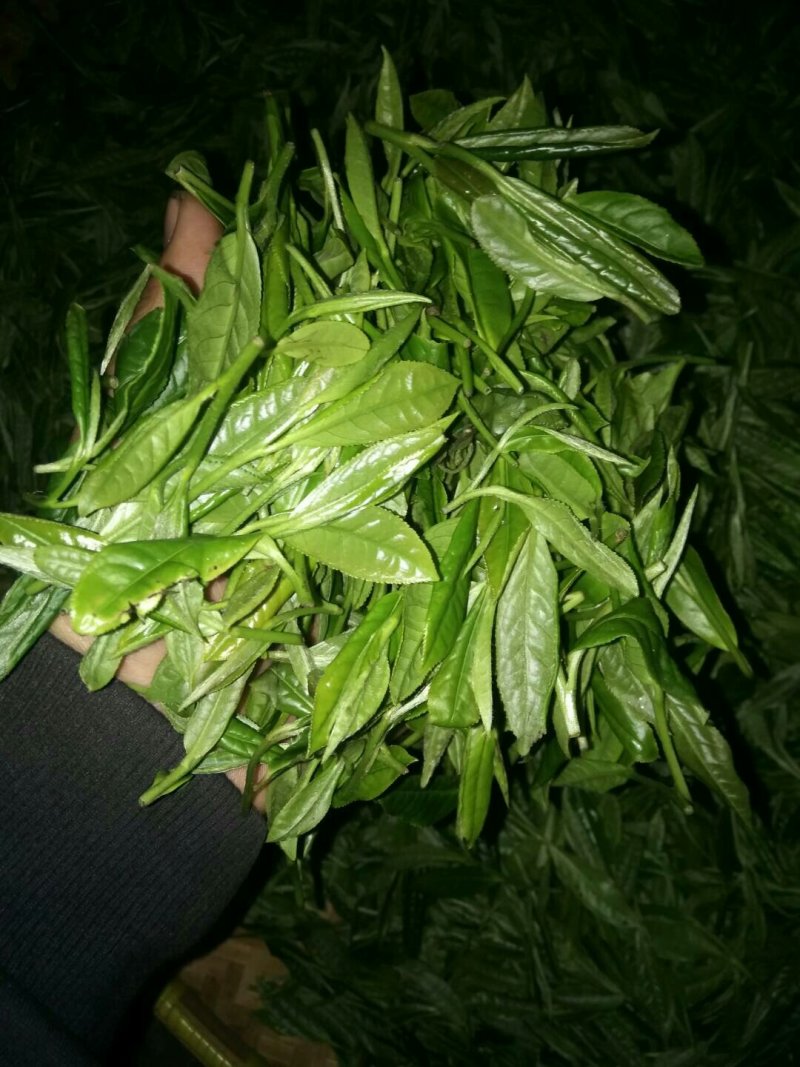 红茶，菊花