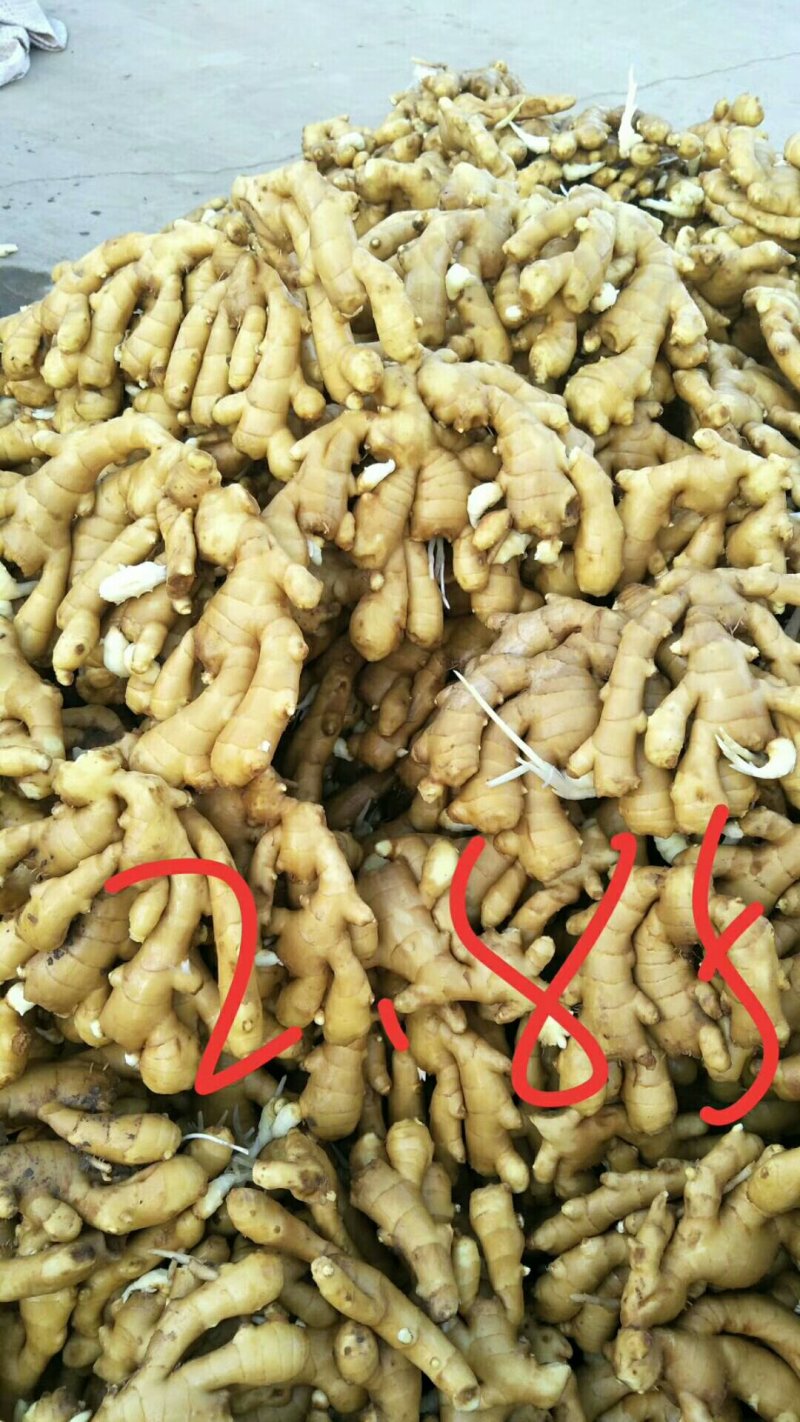 大黄姜批发价格日照大姜基地潍坊黄姜价格莒县生姜基地