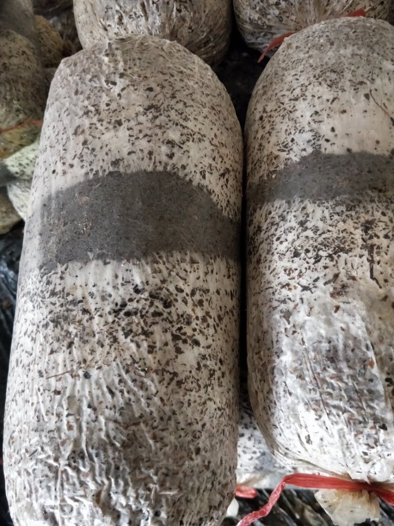 高产优质栽培种，菌包