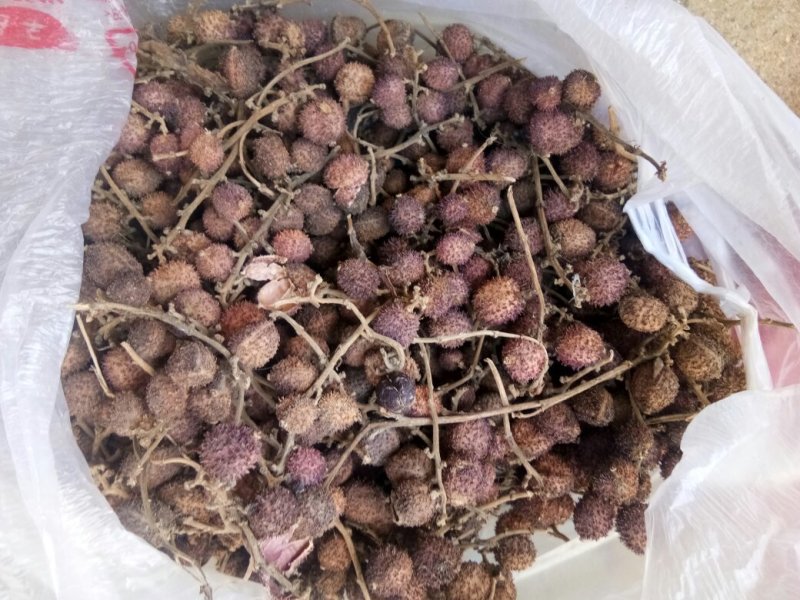 春砂仁，选货，自种自售