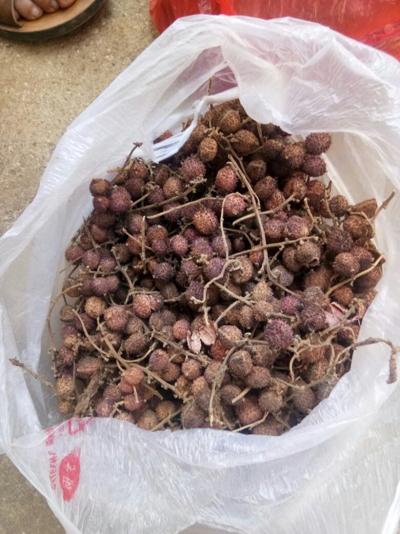春砂仁，选货，自种自售