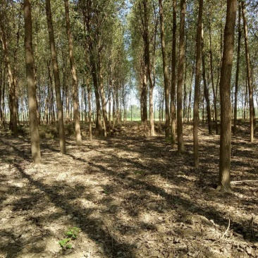 平原林地
