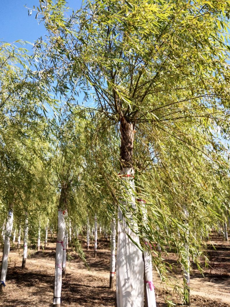 12公分嫁接垂柳便宜河北嫁接垂柳苗木种植基地