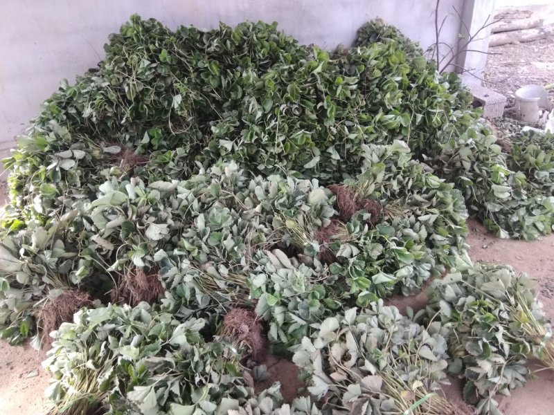 红颜草莓苗红颜草莓苗，批发零售，联系电话，1595380
