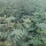 花椒苗