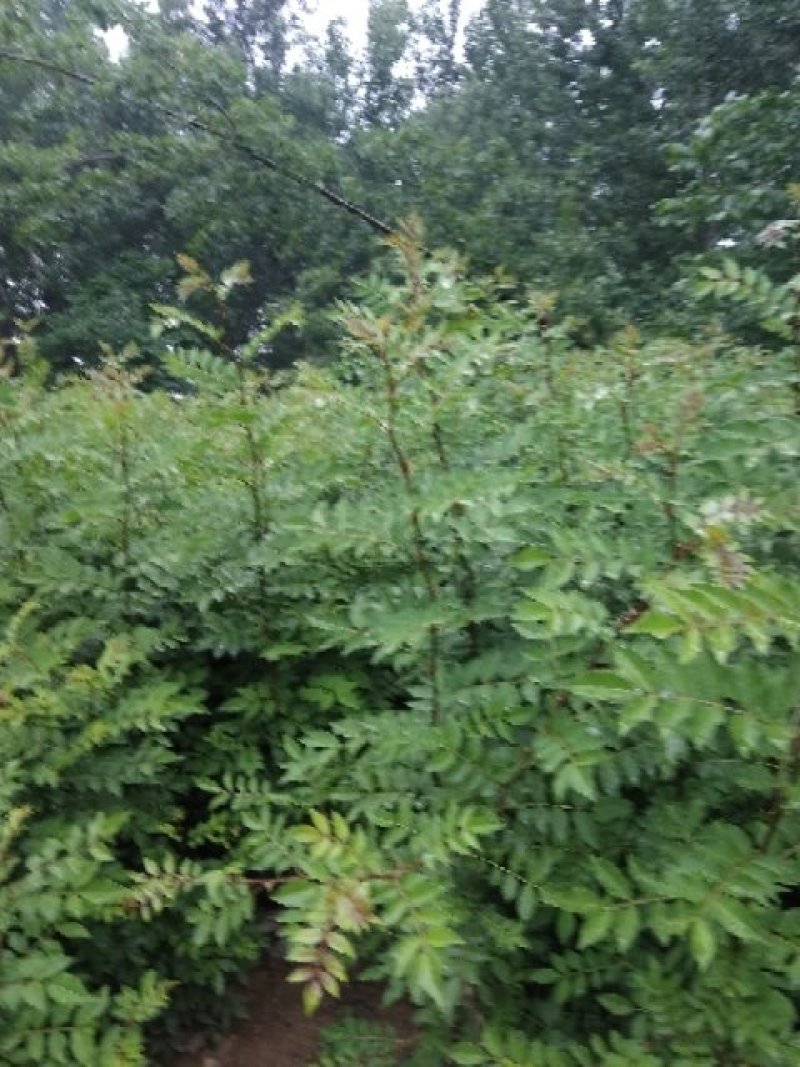 花椒苗