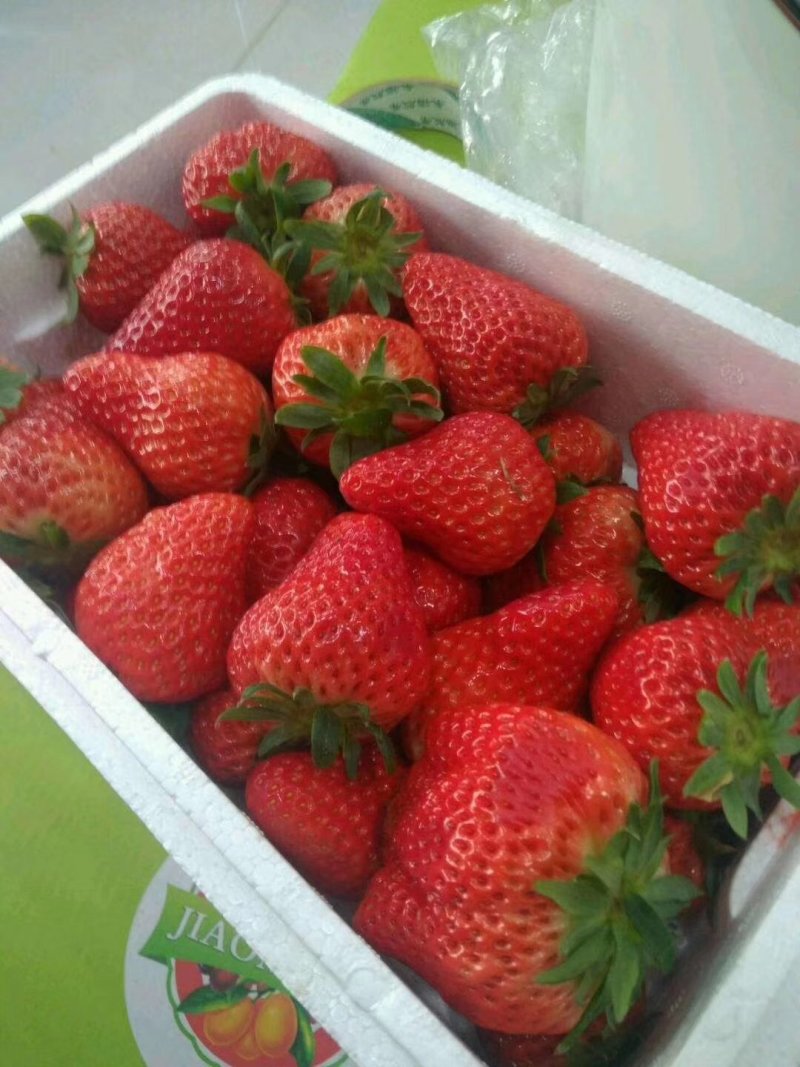 甜宝草莓苗