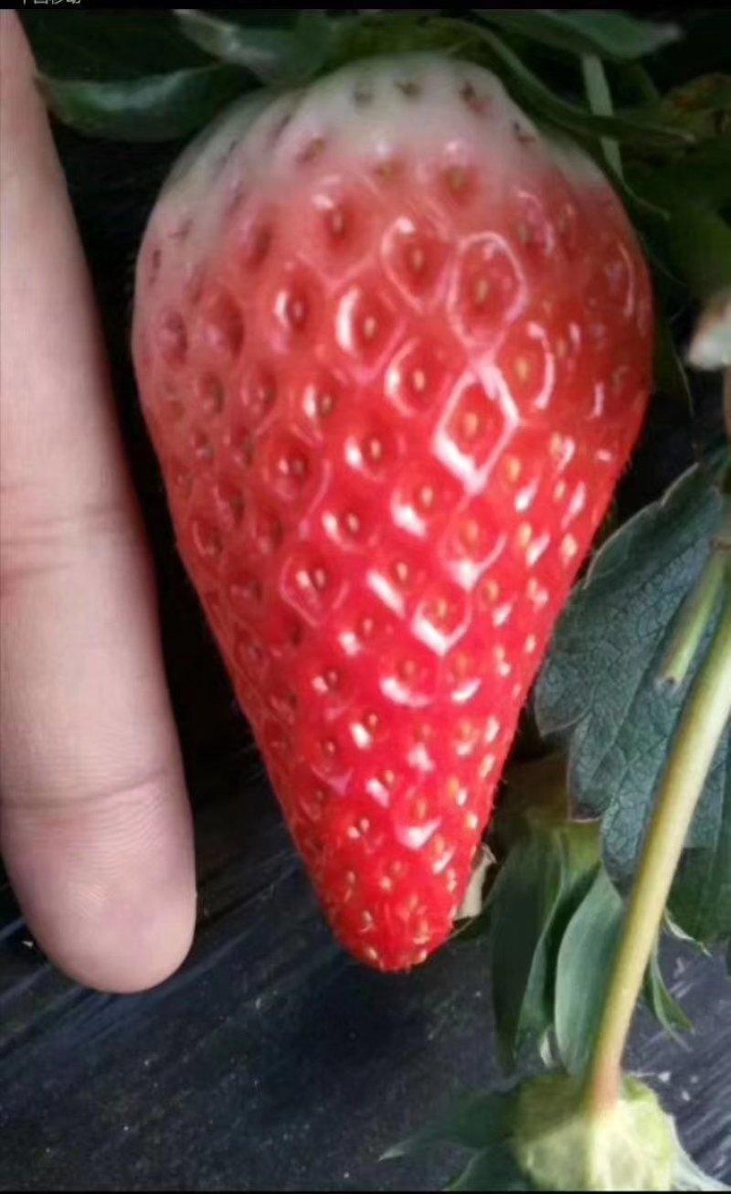 甜宝草莓苗